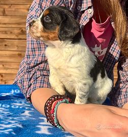 Cuccioli Epagneul Breton