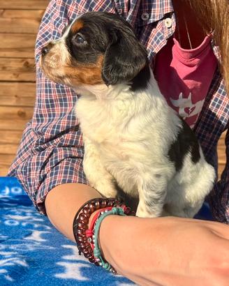 Cuccioli Epagneul Breton