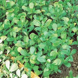 Portulaca porcellana oleracea (circa 250 semi)