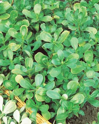 Portulaca porcellana oleracea (circa 250 semi)