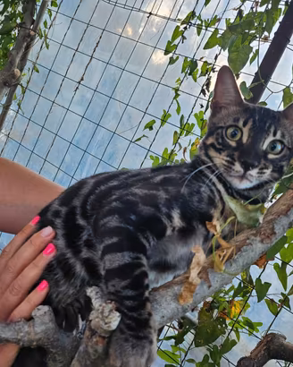 Cuccioli gatto bengala charcoal