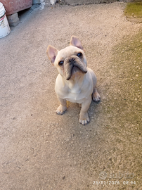Bulldog Francese