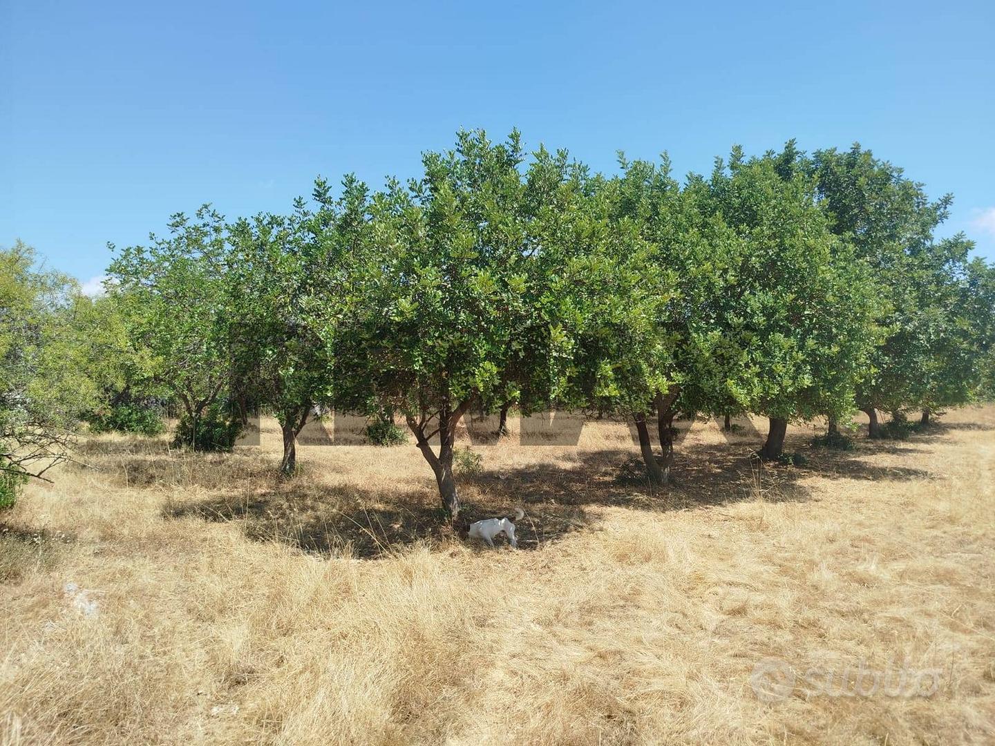 Terreno - Noto - Vista 2