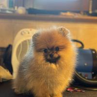 Cuccioli di Pomerania spitz nano