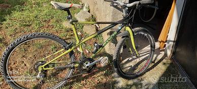 Bianchi Ragno Pholcus