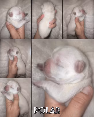 Chihuahua mini