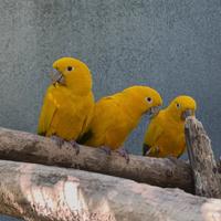 Guaruba Guaruba baby