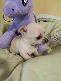 Cuccioli Chihuahua Toy e mini Toy