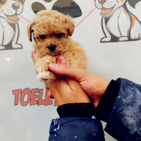 Cuccioli maltipo toy