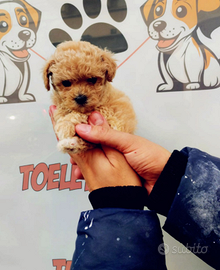 Cuccioli maltipo toy