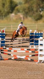 Cavalla Irlandese Salto Ostacoli 6 Anni