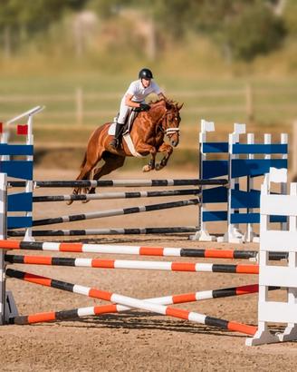 Cavalla Irlandese Salto Ostacoli 6 Anni
