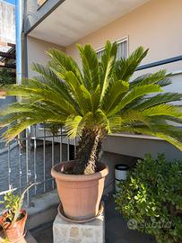 Cycas