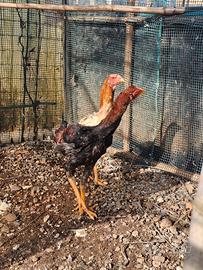 Combattente malese coppia