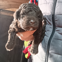 Lagotto Romagnolo cuccioli