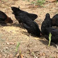 Incroci Araucana Marans