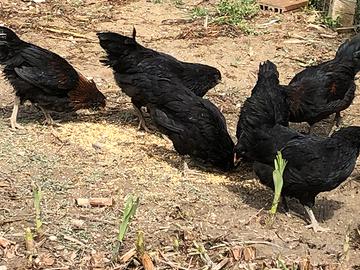 Incroci Araucana Marans