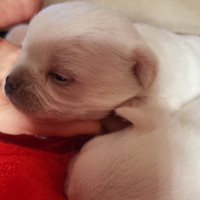 Cuccioli di chihuahua