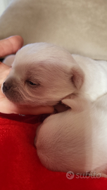 Cuccioli di chihuahua