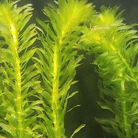 Elodea densa a Piombino