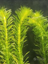 Elodea densa a Piombino