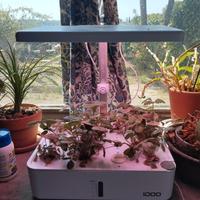 Piccola serra idroponica