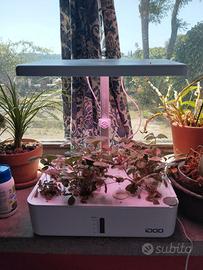 Piccola serra idroponica