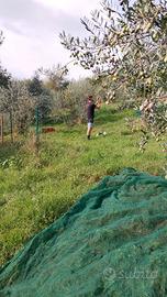 Uliveto Montecompatri