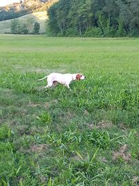 Splendida Pointer
