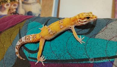 Geco leopardino