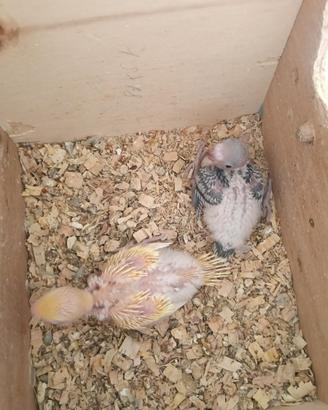 Pappagalli cocoriti anche BLOCCO