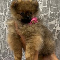 Spitz di Pomerania nano - Pomezia (RM)