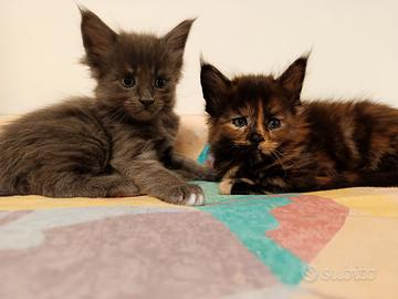Cuccioli Maine Coon