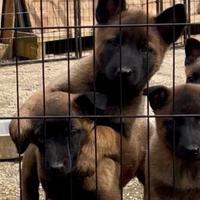 Pastore belga malinois