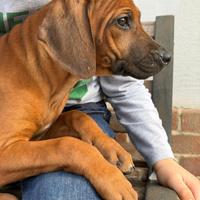 Cucciole di razza Rhodesian Ridgeback KALA&SILA