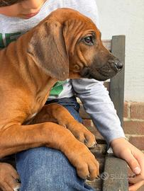 Cucciole di razza Rhodesian Ridgeback KALA&SILA