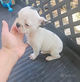 Bulldog Francese bianco e nero