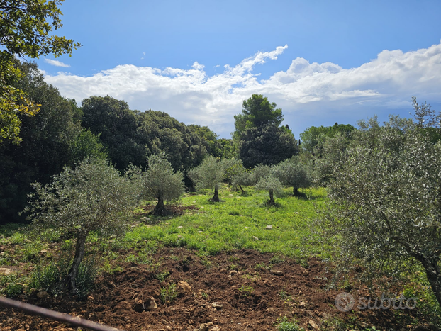 Uliveto Sassari