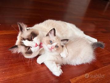Cucciola Ragdoll Udine