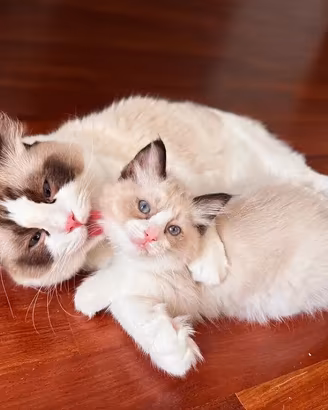 Cucciola Ragdoll Udine