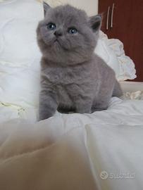 Cuccioli British shorthair