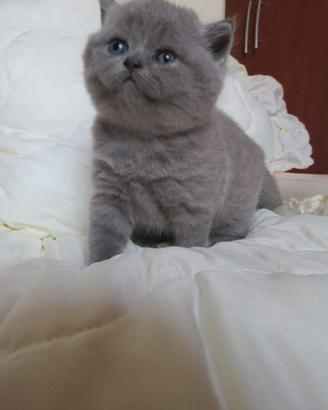 Cuccioli British shorthair