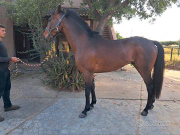 Cavallo castrone 6 anni