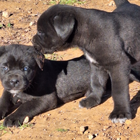 Cuccioli di cane corso