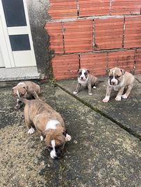 Cuccioli di Pitbull