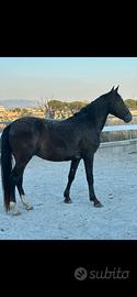 Cavallo