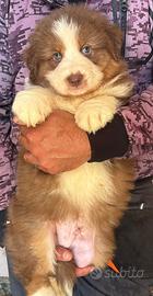 Maschietto red tricolor pastore australiano
