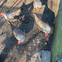 Galline ornamentali giovani