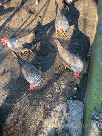 Galline ornamentali giovani