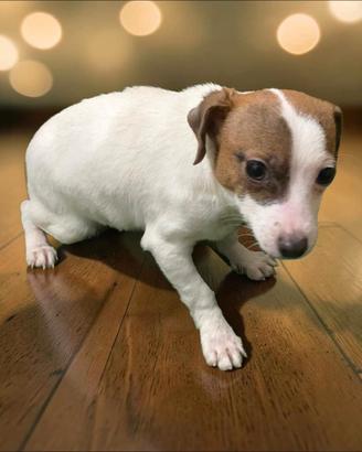 Jack russel